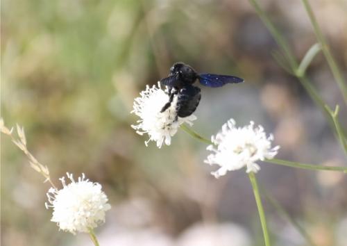 Xylocopa sp.